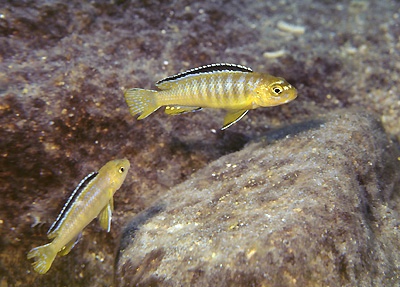 Chindongo sp. 'elongatus ornatus' Ndumbi Rocks